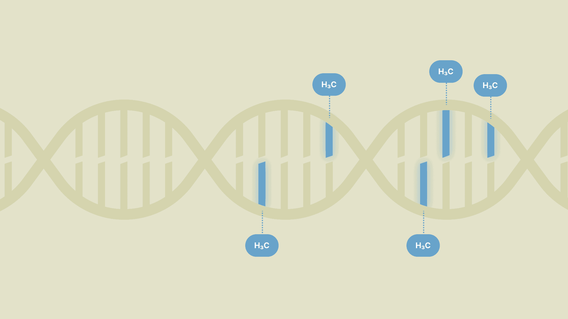 Cover Image for What is DNA methylation and how does it help us understand longevity?