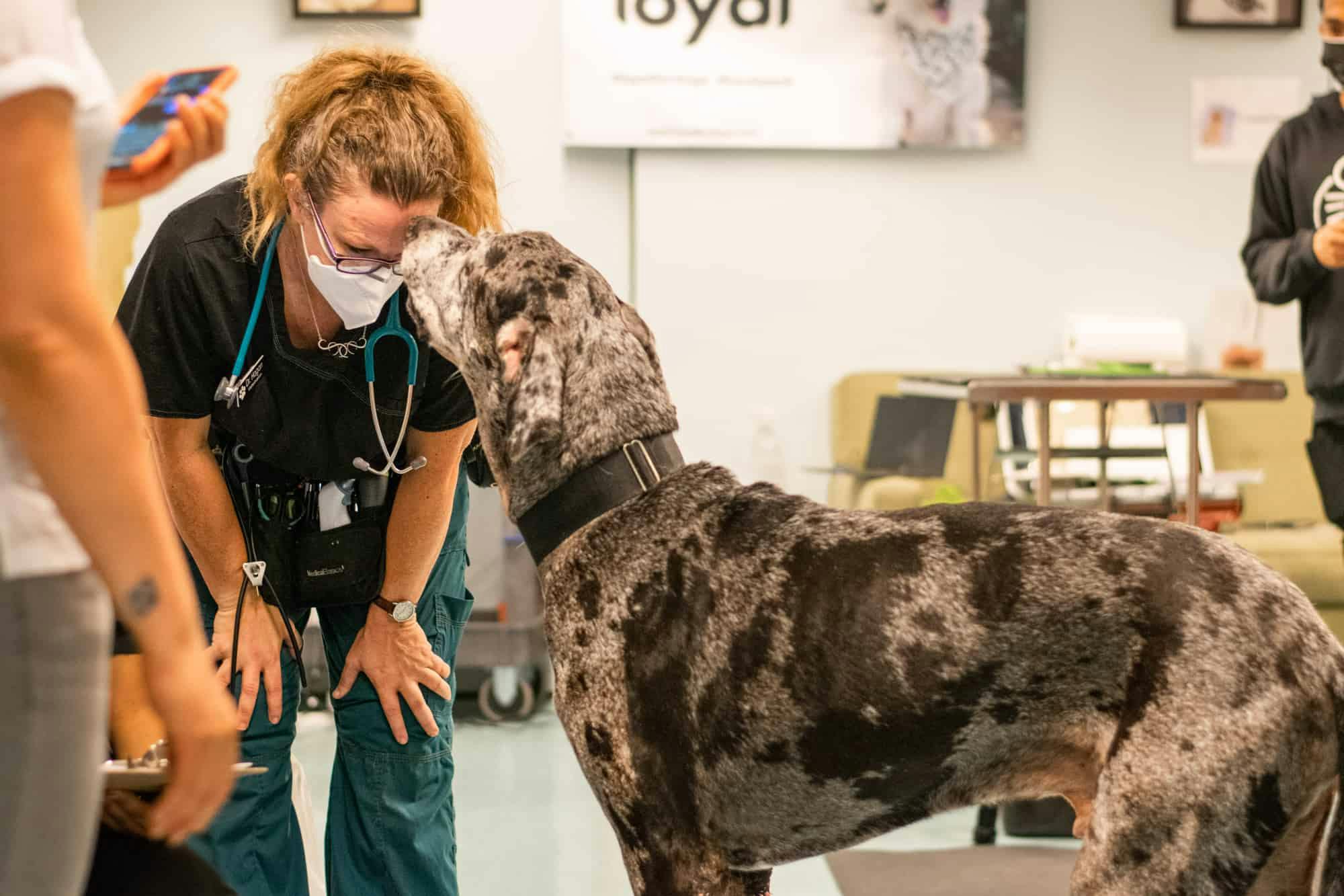 Cover Image for FDA Center for Veterinary Medicine agrees Loyal’s data supports reasonable expectation of effectiveness for large dog lifespan extension